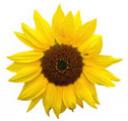 tournesol1.jpg