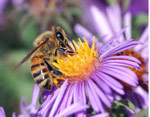 abeilles-disparition.jpg
