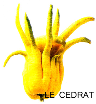 le-cedrat.jpg