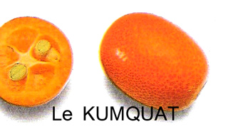 le-kumquat.jpg