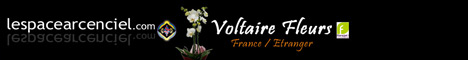 la-fleuriste-des-fleuristes-voltaire-fleurs.jpg