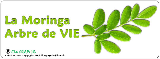 Le Moringa ou arbre de Vie :-)