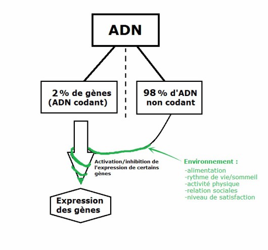 adn2